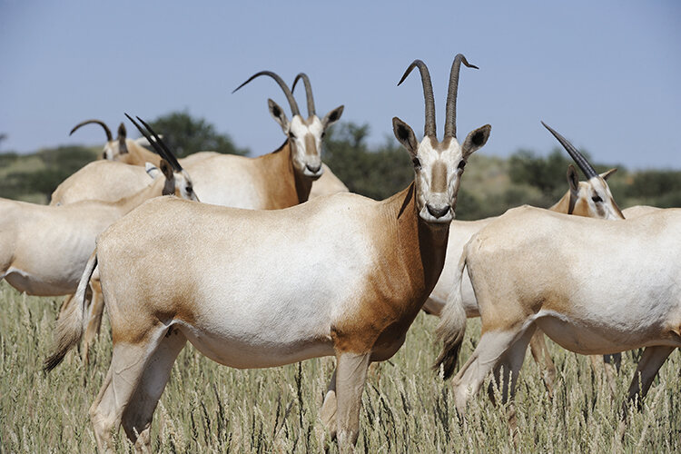 The scimitar-horned oryx was declared extinct in the wild in the year 2000