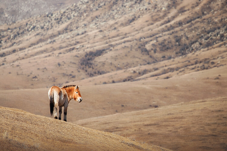 The once critically endangered Przewalski’s horse is now protected in Mongolia’s Hustai National Park