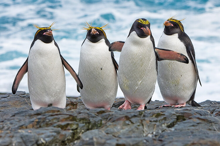 Macaroni penguins, South Georgia