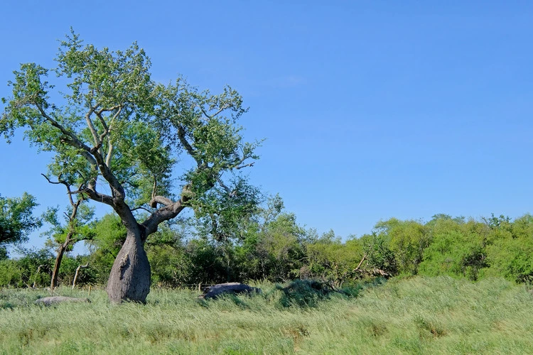 Landscape of Gran Chaco, Paraguay.