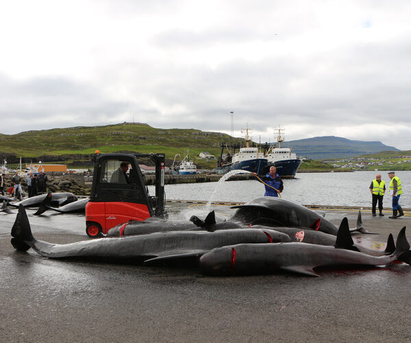 When traditions harm our ocean, we must call it out