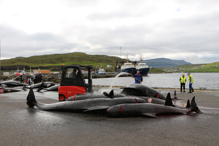 Faroese whale and dolphin hunting