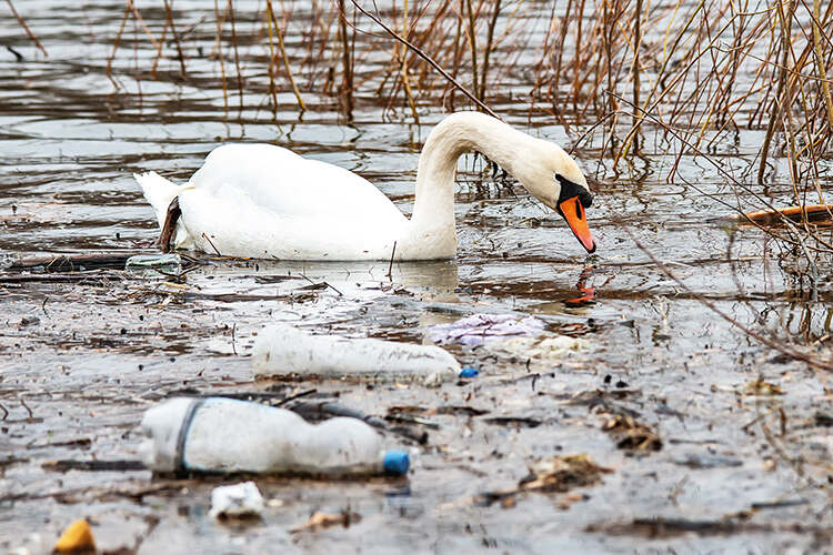 An algal bloom in a heavily polluted stretch of the River Tees killed 22 swans near Stockton in August 2021