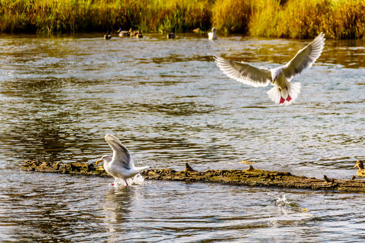 Seagulls scavenging on salmon in the Stave River, downstream of the Ruskin Dam at Hayward Lake near Mission, British Columbia, Canada.