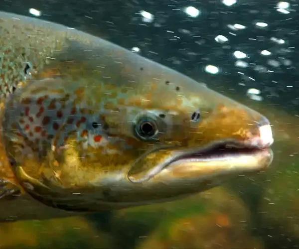 Migratory freshwater fish in global decline as UN-backed report warns of river crisis