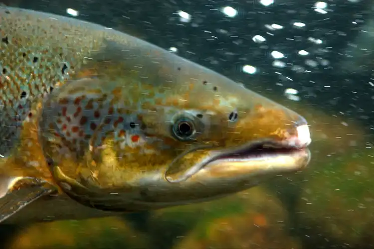 Migratory freshwater fish in global decline as UN-backed report warns of river crisis