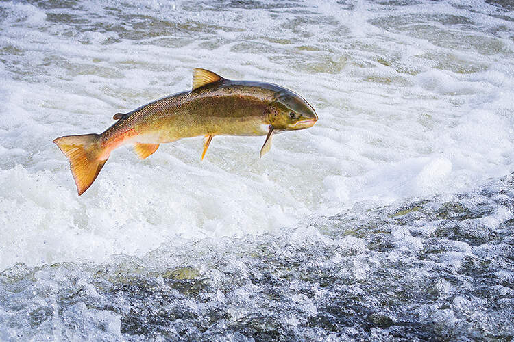An Atlantic salmon leaps upstream on its way to its spawning grounds