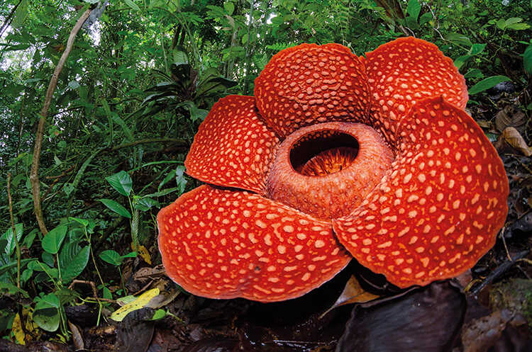 Many species of rafflesia are endemic to small areas, often a single mountain
