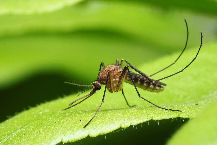 Close up of a mosquito