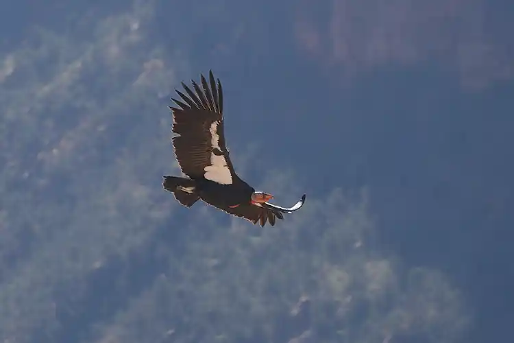 A Califonia condor in flight