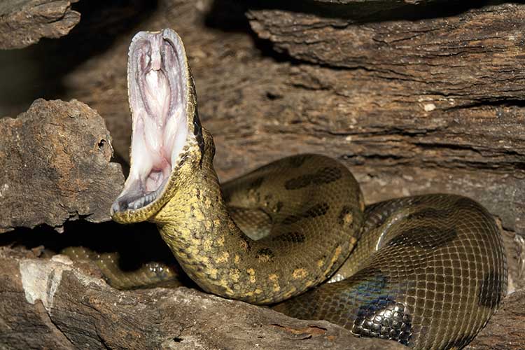 anaconda with open mouth