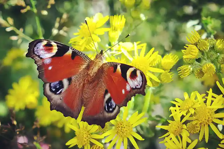 Peacock butterfly