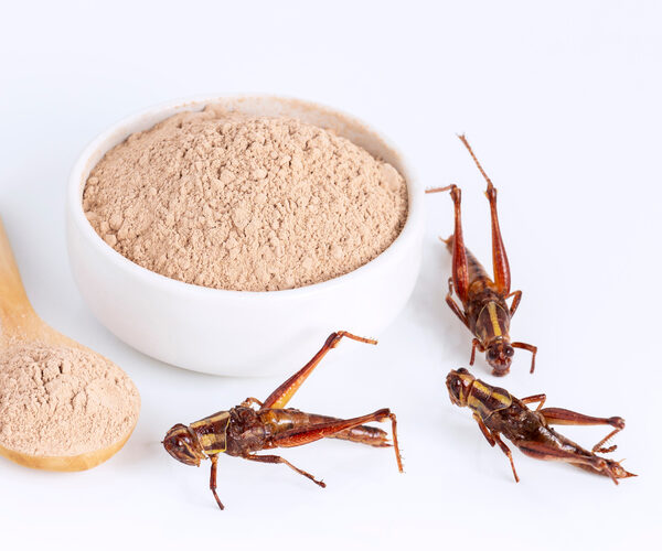 Could insects really be the answer to feeding the world?