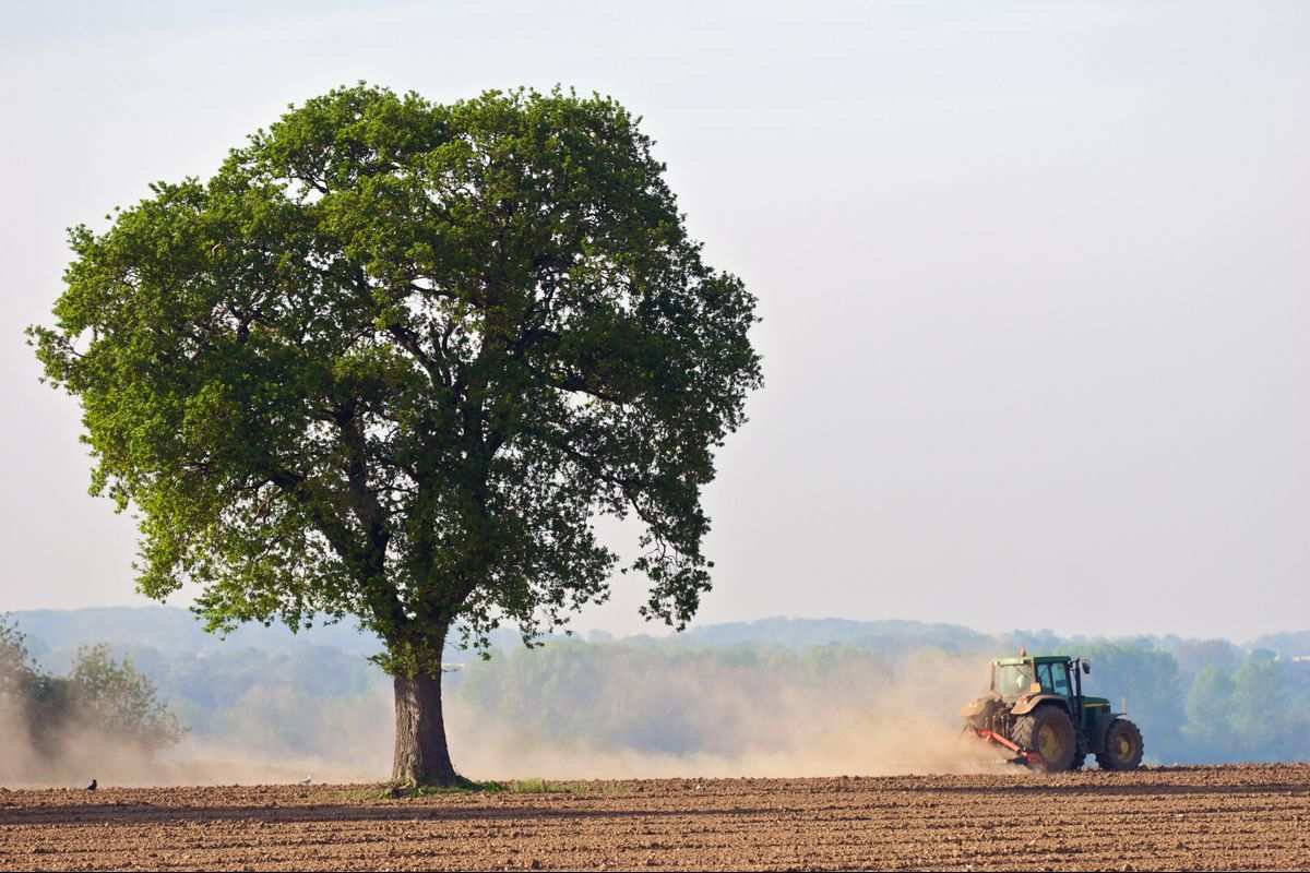 Farmer in a tractor planting crops in a field with a tree