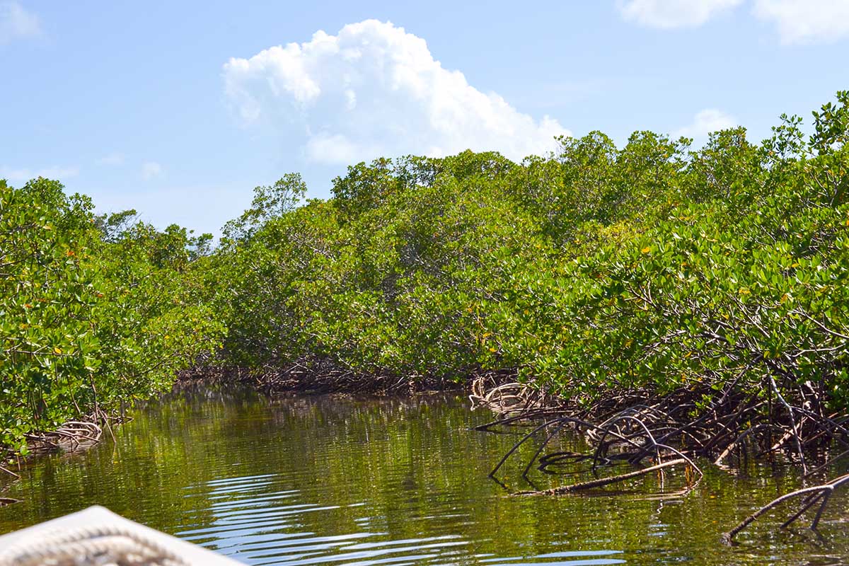 Mangroves in Bimini 