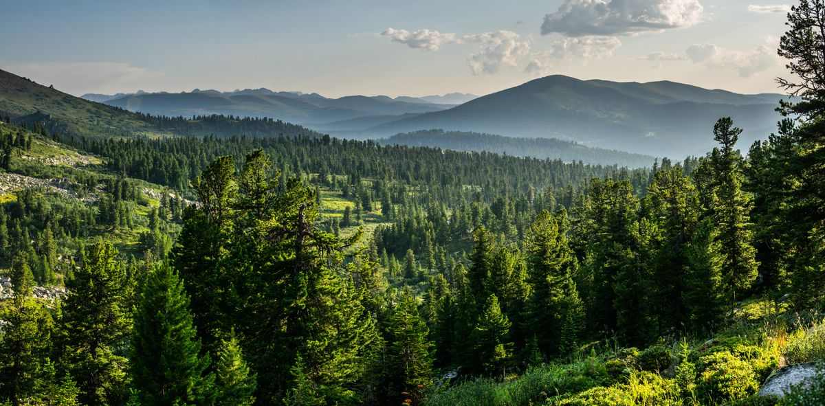 In the Forest of Siberia