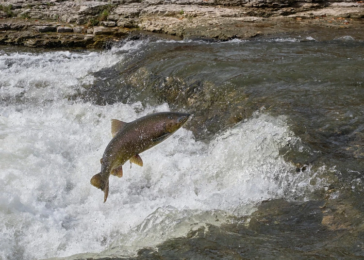 A chinook salmon jumps up a ledge in the Ganaraska River as it swims upstream in the fall to lay eggs.