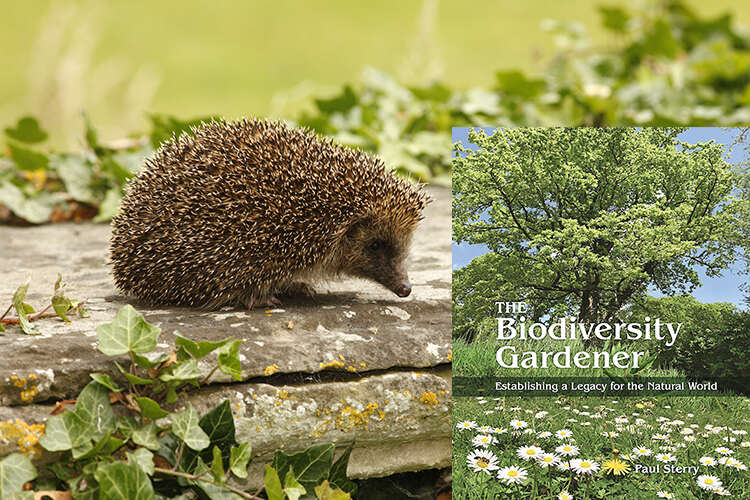 A hedgehog on a tombstone with the biodiversity gardener book cover