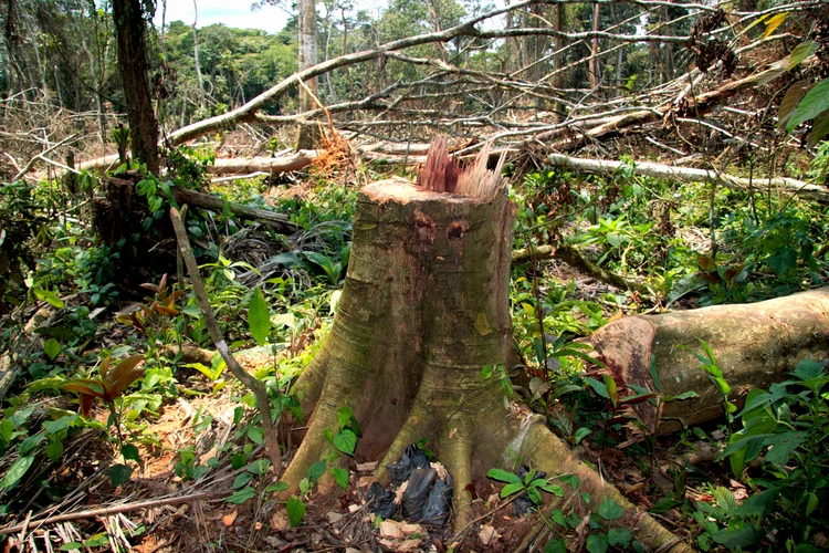 Deforestation tree