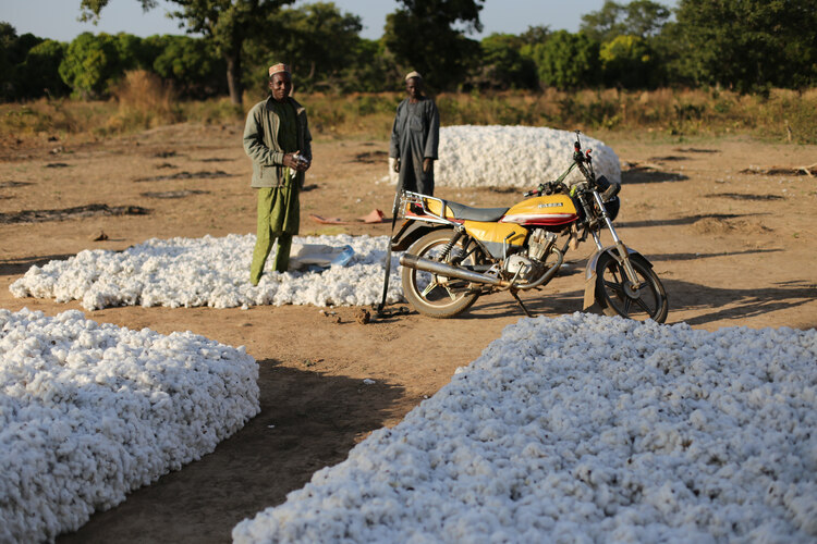 Cotton in  production has done much to degrade land in Benin