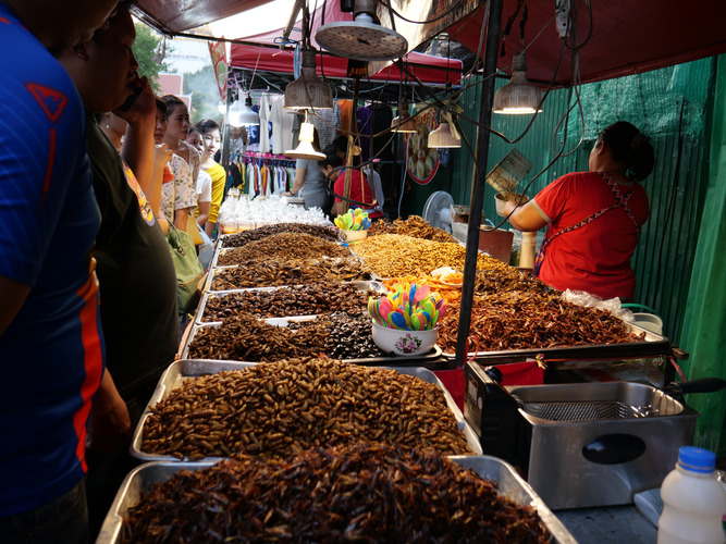 Could insects really be the answer to feeding the world? Geographical