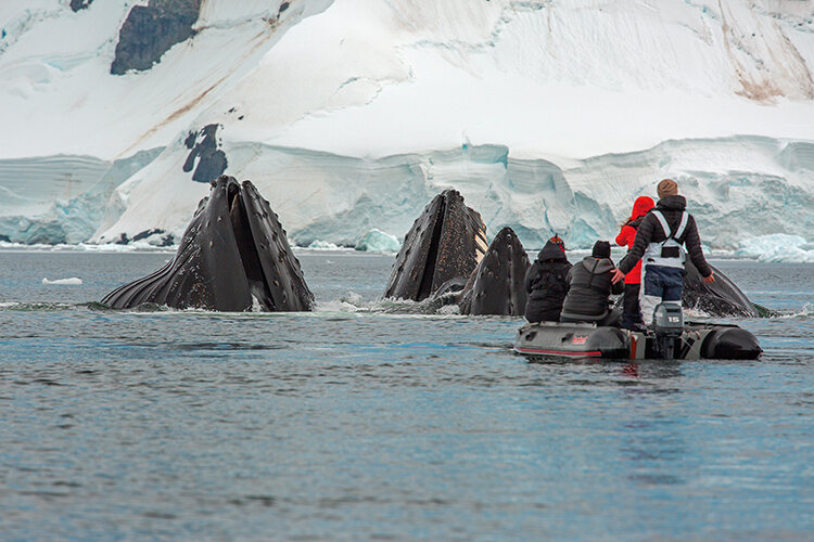 Humpback whales using bubble netting to feed