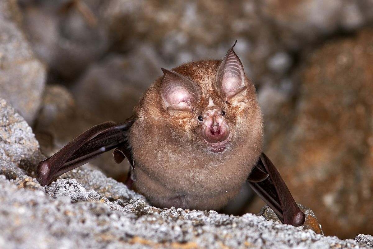 Close up of Lesser horseshoe bat (Rhinolophus hipposideros) 