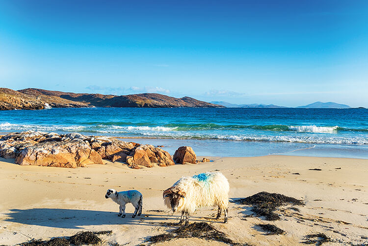 Sheep at Hushinish on the Isle of Harris