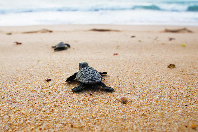 Loggerhead turtle hatchlings in Florida