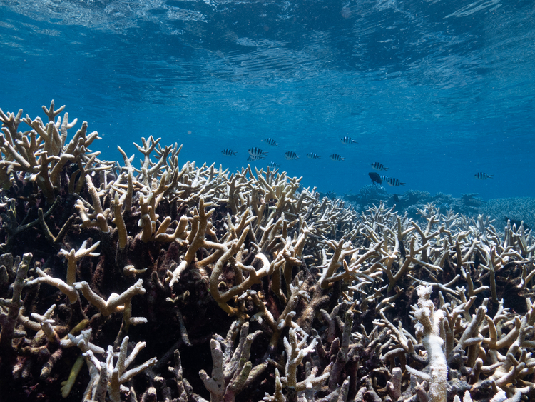 coral bleaching in Australia