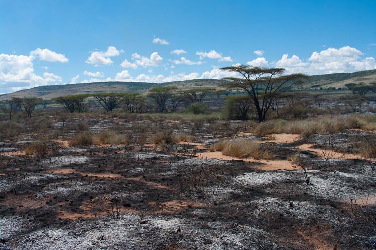 After effects of a wildfire in the African Savannah- Kenya