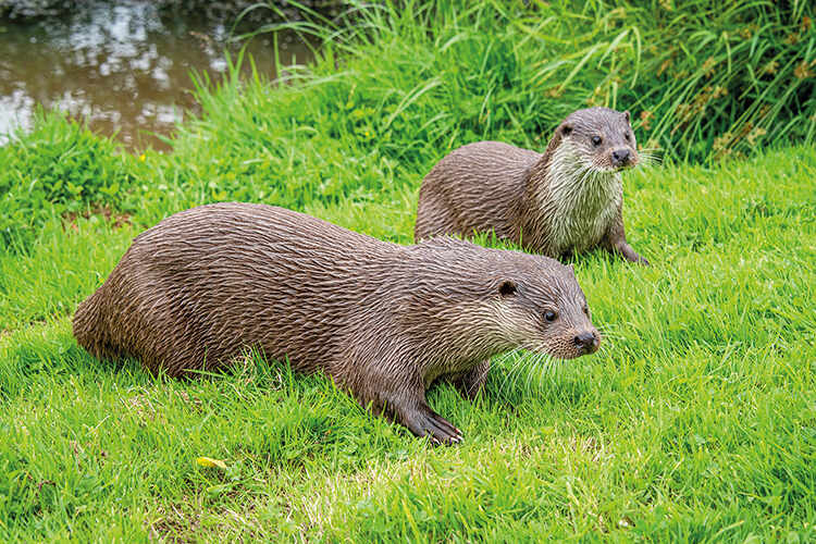 Two otters in a field