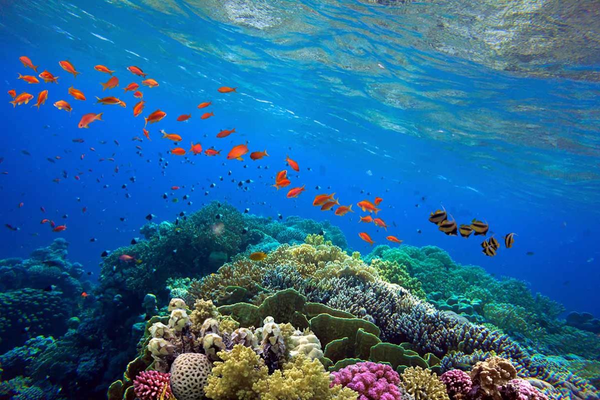 Colourful coral reef