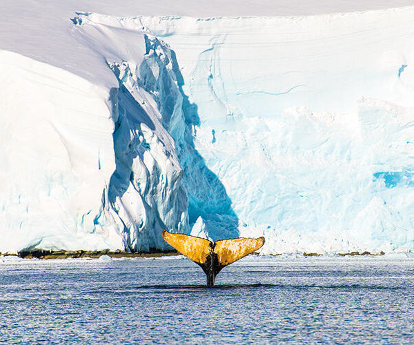 A humpback whale feeding, South Shetland Islands