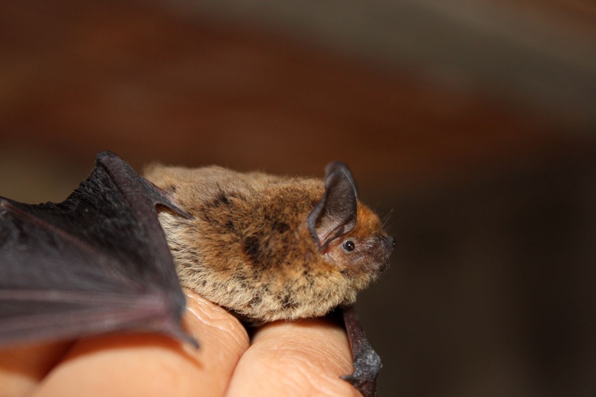 A common pipistrelle bat sitting on someone's hand