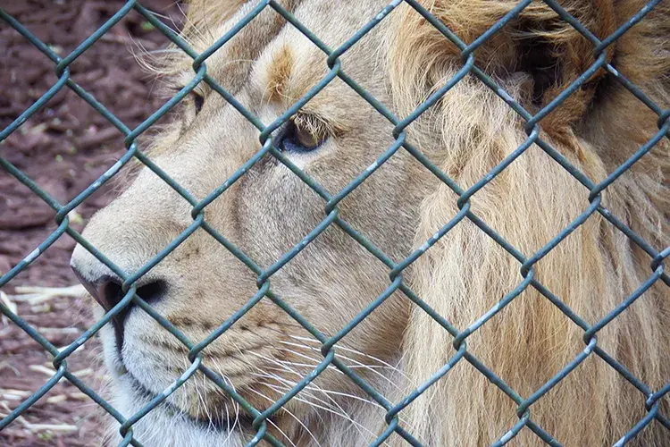 One of the Asiatic lions near the entrance of the old Bristol Zoo