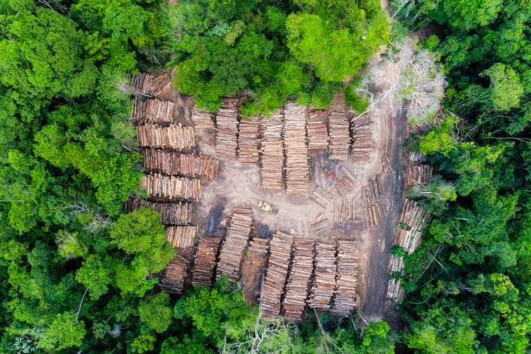 Millions of trees from world’s most biodiverse rainforest set to be logged and shipped to China