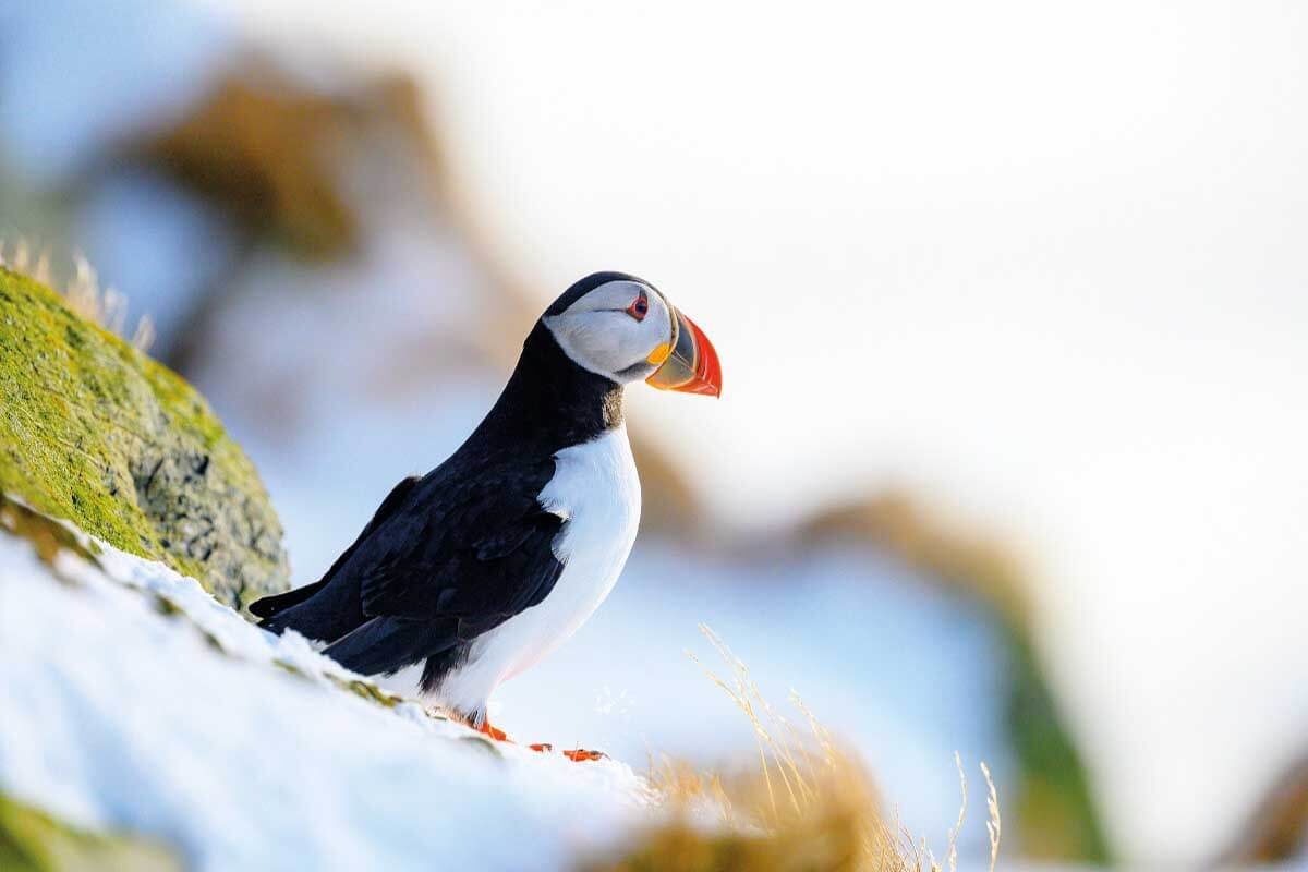 Norwegian puffin