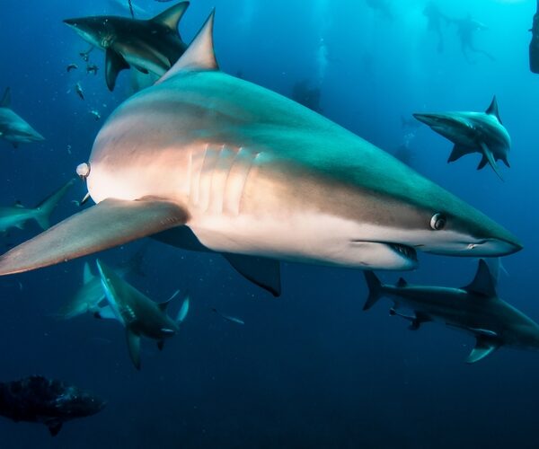 Blacktip reef shark