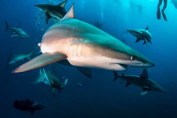 Blacktip reef shark