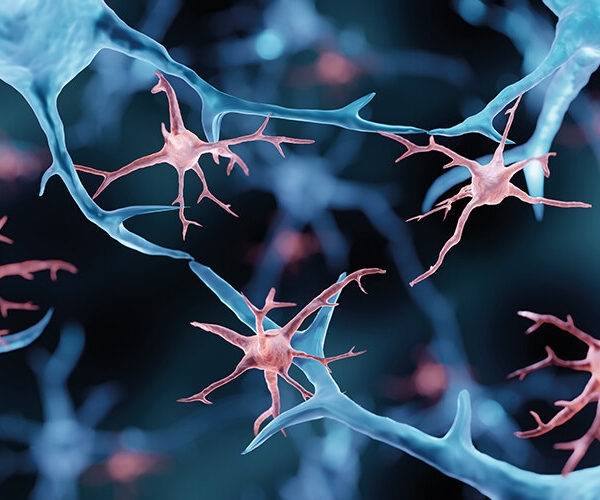 Immune cells in the brain, microglia, are damaged by heat stress