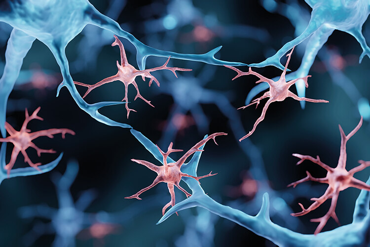 Immune cells in the brain, microglia, are damaged by heat stress