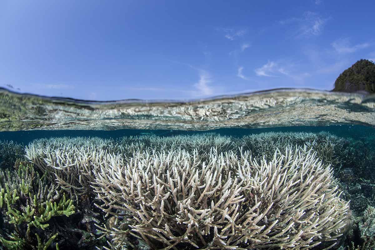 Bleached coral Indonesia