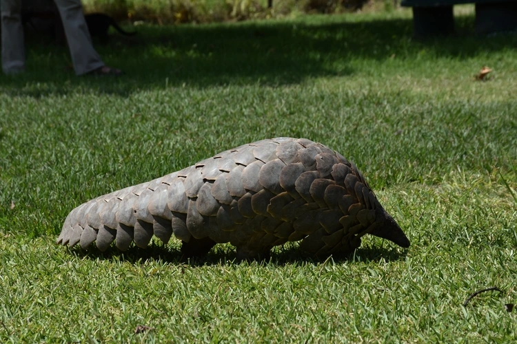 A pangolin