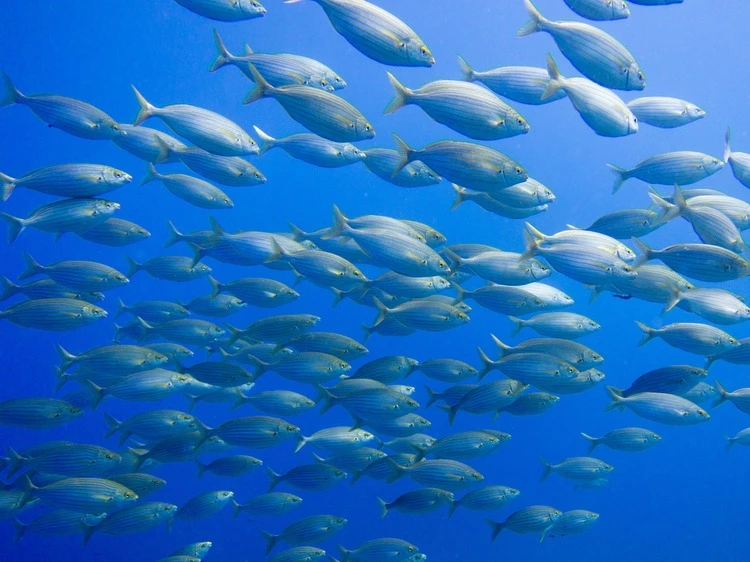 School of Fish, Sea Bream, Sarpa Salpa, Mediterranean Sea