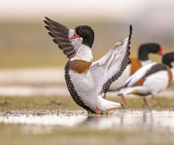 Why the UK’s east coast is a superhighway for nature