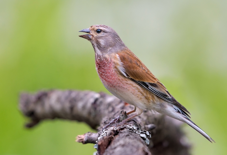 A common linnet
