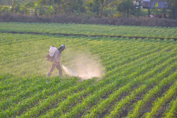 Farmers with safety uniform are walking around spraying pesticides. with a chemical tank slung behind it