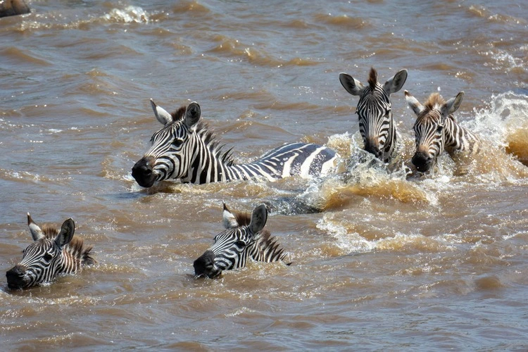 Plains zebra or common zebra (Equus quagga prev. Equus burchellii) swimming across a river.