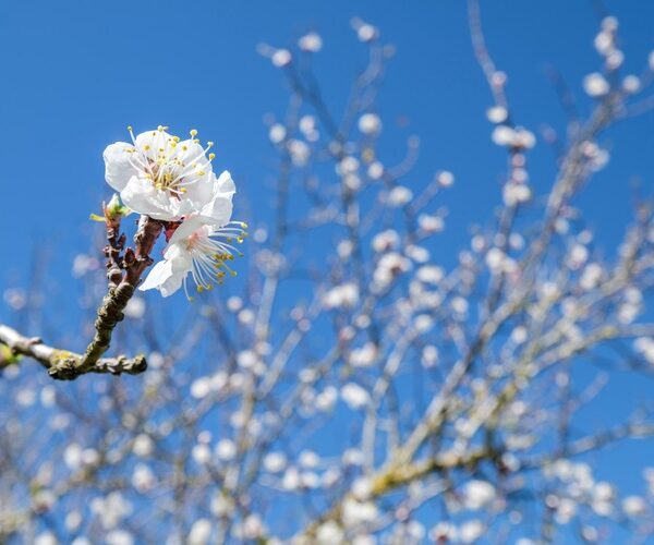 How do trees wake up in the spring?